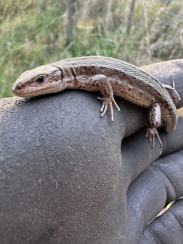 Viviparous Lizard