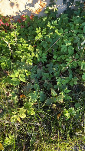 Goutweed