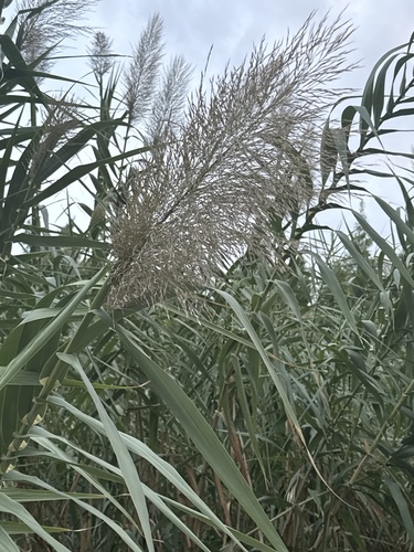 giant reed