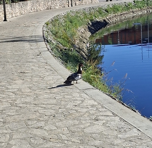 Domestic Muscovy Duck