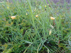 Lathyrus annuus