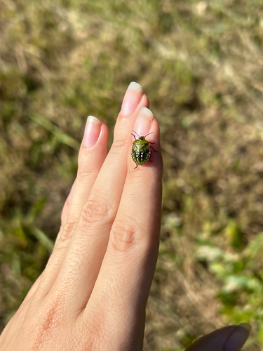 Southern Green Stink Bug