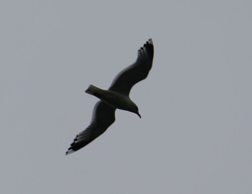 Common Gull