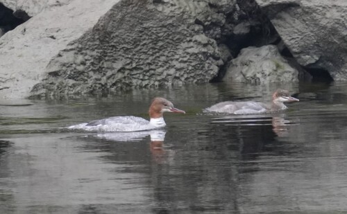 Common Merganser