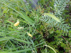 Lathyrus annuus