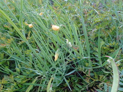 Lathyrus annuus