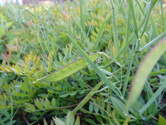 Lathyrus annuus