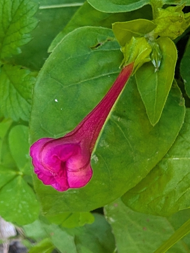 marvel of Peru