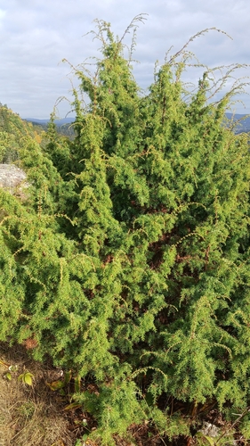 common juniper