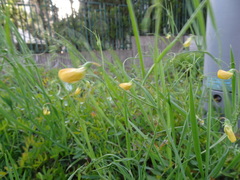 Lathyrus annuus