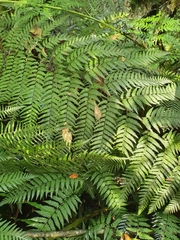 Lophosoria quadripinnata