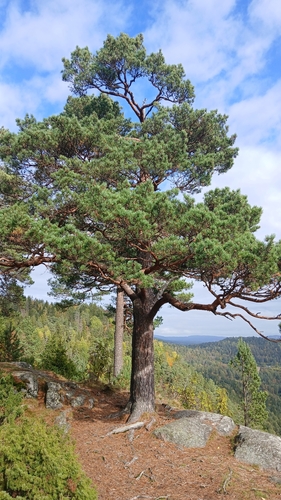 Scots pine