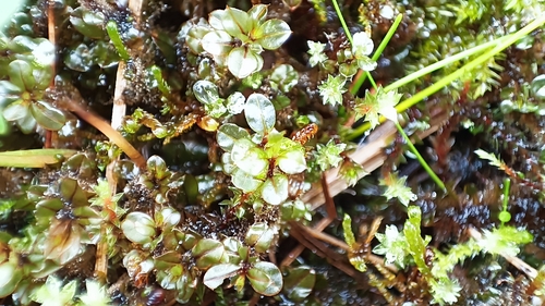 Cinclidium stygium observed 2026-09-27