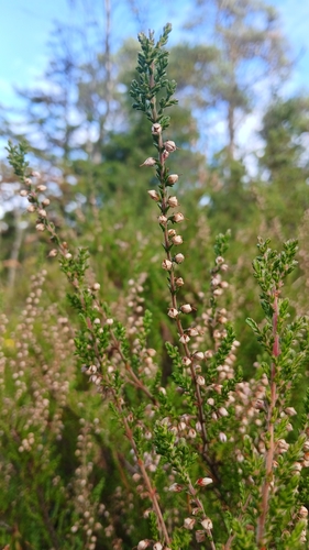common heather