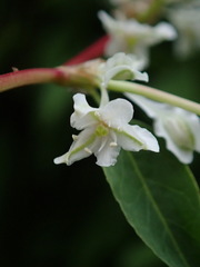 Fallopia baldschuanica