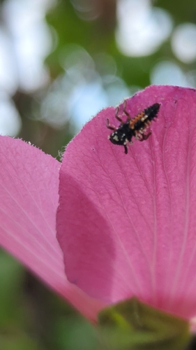 Asian Lady Beetle
