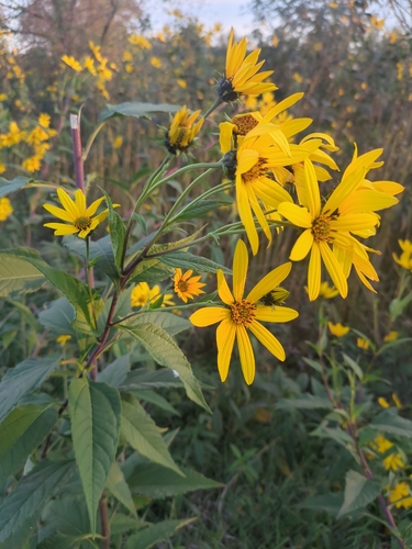 Jerusalem artichoke