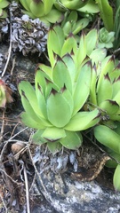 Sempervivum tectorum