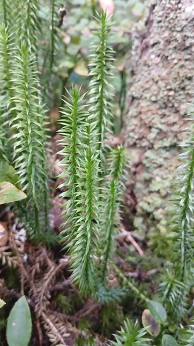 interrupted clubmoss