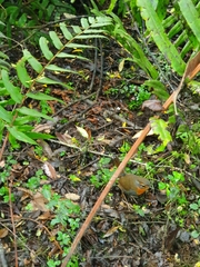 Scelorchilus rubecula