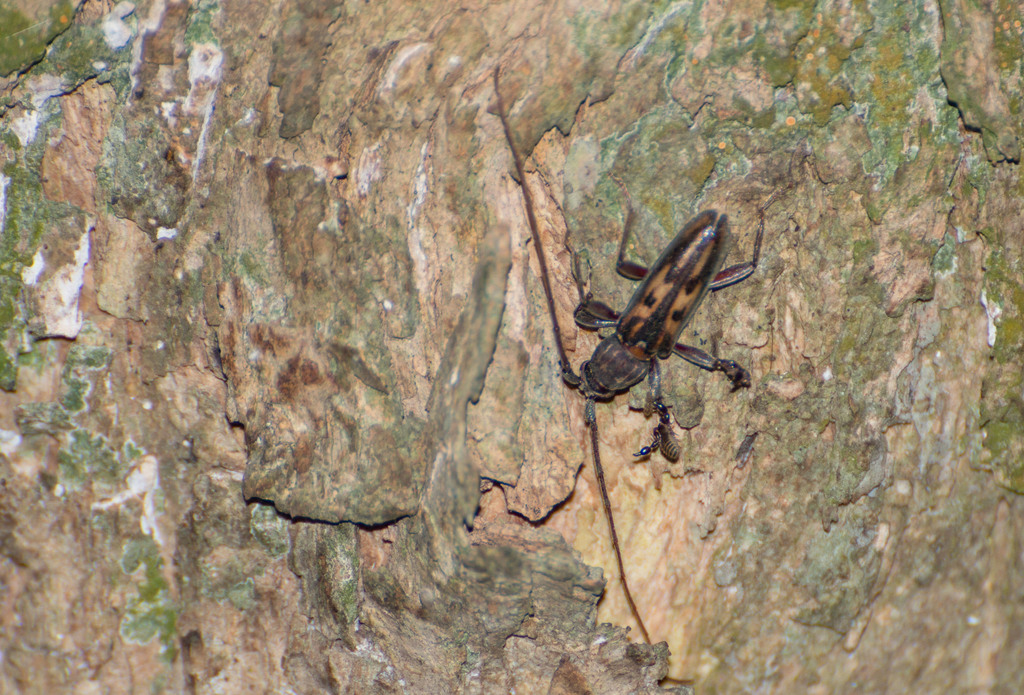 Achryson foersteri