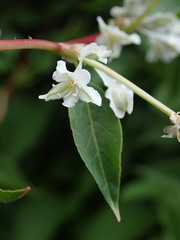 Fallopia baldschuanica