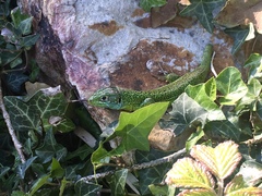 Lacerta bilineata