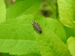 Atalantycha dentigera