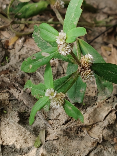 Alternanthera sessilis observed 2026-09-27