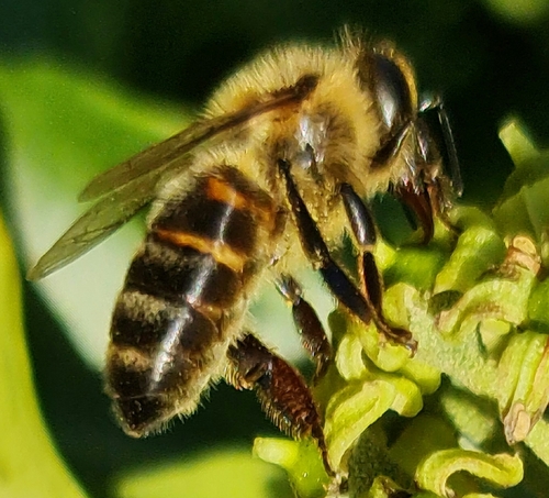 Western Honey Bee