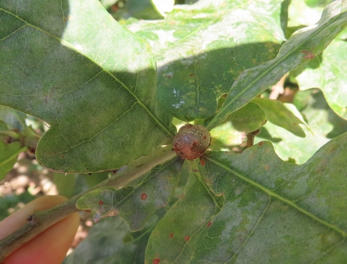 Cola Nut Gall Wasp