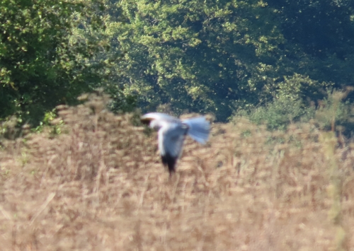 Hen Harrier