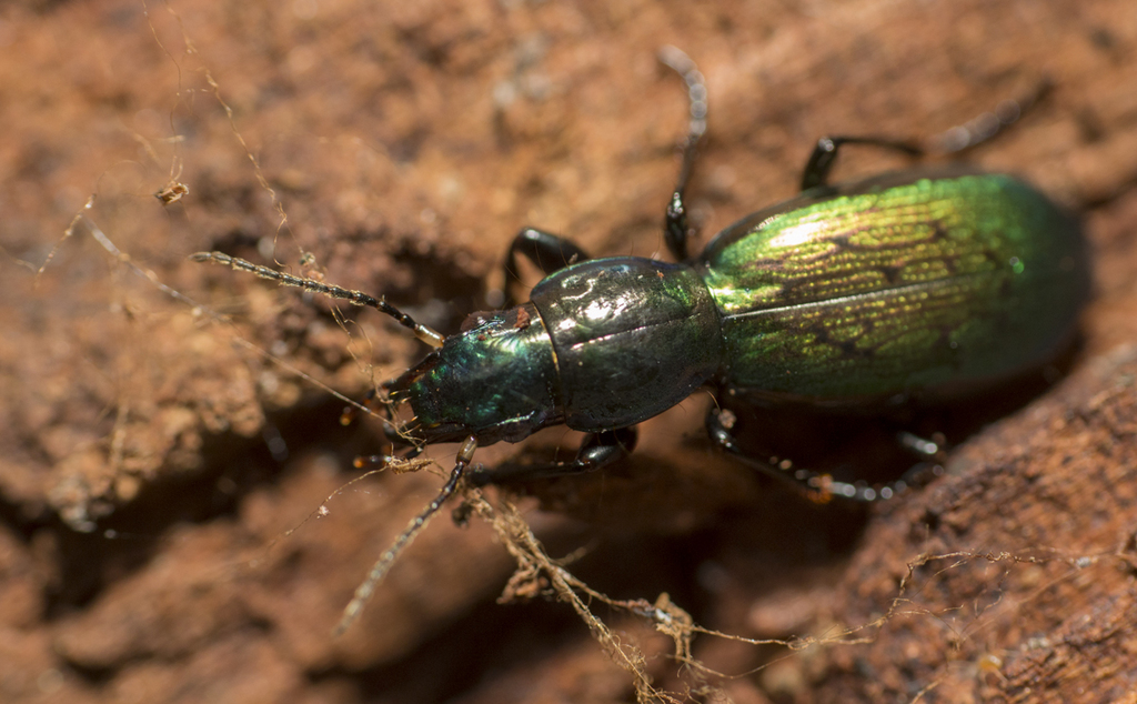 Creobius eydouxii