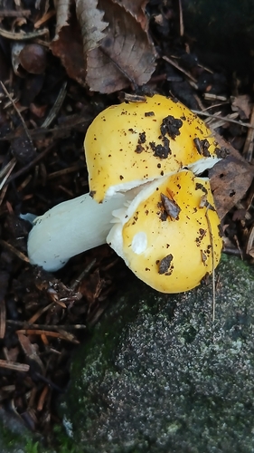 Yellow Swamp Brittlegill