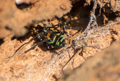 Sadocus polyacanthus