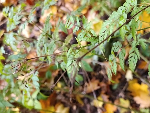 Наблюдение на iNaturalist