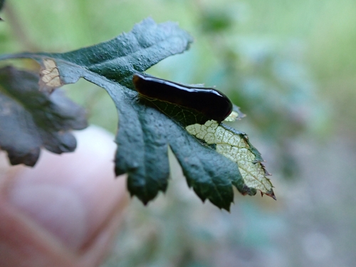 Cherry Slug Sawfly
