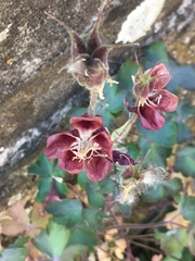 Aquilegia atrata