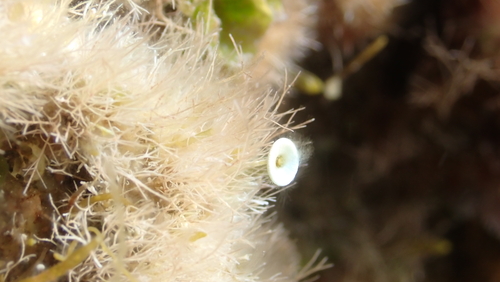 Acetabularia observed 2026-09-27