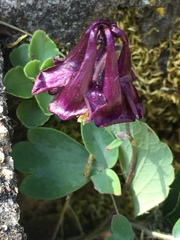 Aquilegia atrata