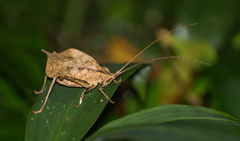 Typophyllum inflatum