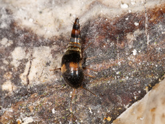 Sepedophilus bipustulatus
