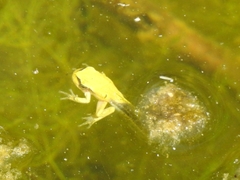 Hyla molleri