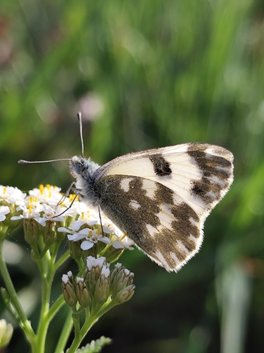 Eastern Bath White