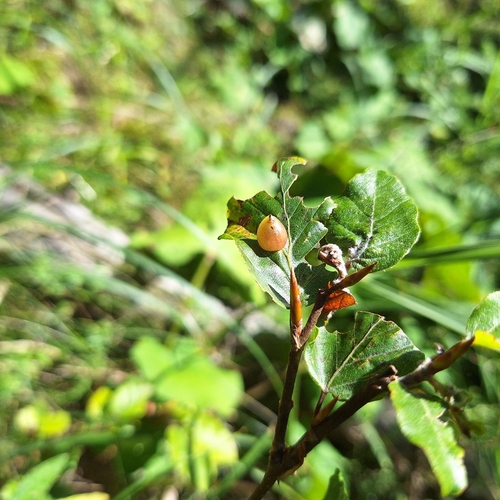Beech Gall Midge
