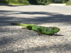 Lacerta bilineata