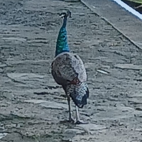 Indian Peafowl