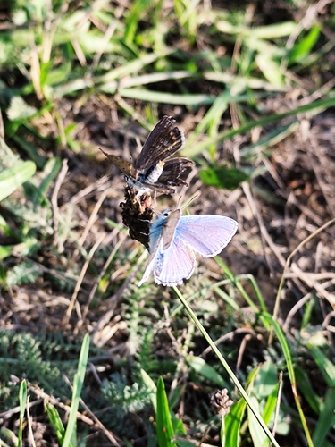 Common Blue