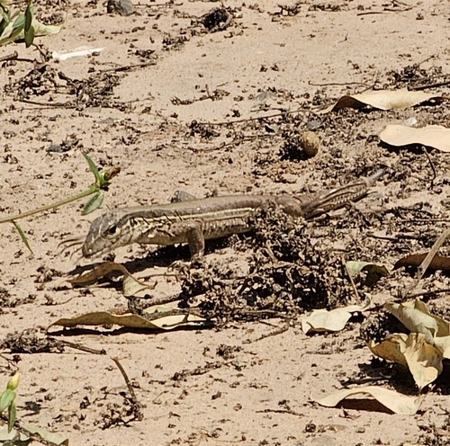 Giant Ameiva