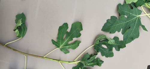 common fig